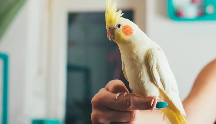 1722285727 188 کدام حیوان خانگی همدم مناسب‌تری برای تنهایی انسان است؟.webp