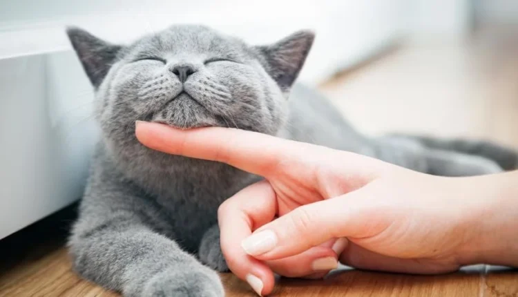 1722285727 728 کدام حیوان خانگی همدم مناسب‌تری برای تنهایی انسان است؟.webp