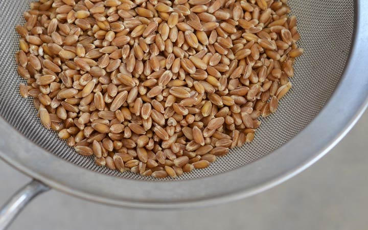 نحوه تهیه جوانه گندم در خانه؛ آموزش مرحله به مرحله + ویدئو_ساحل دانش 33 طرز تهیه جوانه گندم - شستن گندم