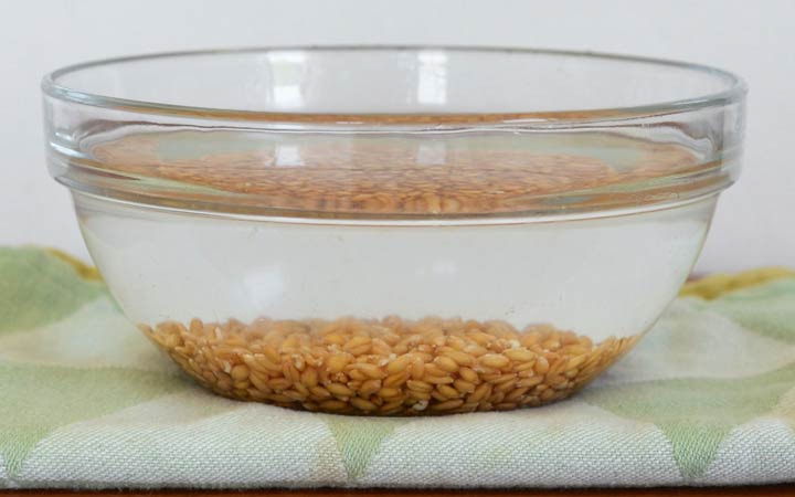 نحوه تهیه جوانه گندم در خانه؛ آموزش مرحله به مرحله + ویدئو_ساحل دانش 34 طرز تهیه جوانه گندم - خیساندن گندم