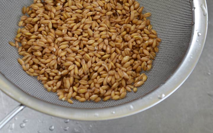 نحوه تهیه جوانه گندم در خانه؛ آموزش مرحله به مرحله + ویدئو_ساحل دانش 35 طرز تهیه جوانه گندم - آبکشی گندم