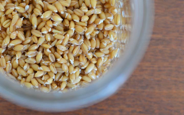 نحوه تهیه جوانه گندم در خانه؛ آموزش مرحله به مرحله + ویدئو_ساحل دانش 36 طرز تهیه جوانه گندم - ریختن جوانه در شیشه