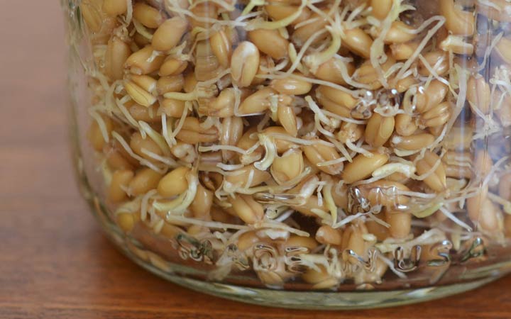 نحوه تهیه جوانه گندم در خانه؛ آموزش مرحله به مرحله + ویدئو_ساحل دانش 41 طرز تهیه جوانه گندم - نگهداری در یخچال