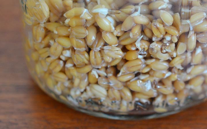 نحوه تهیه جوانه گندم در خانه؛ آموزش مرحله به مرحله + ویدئو_ساحل دانش 40 طرز تهیه جوانه گندم - منتظر ماندن