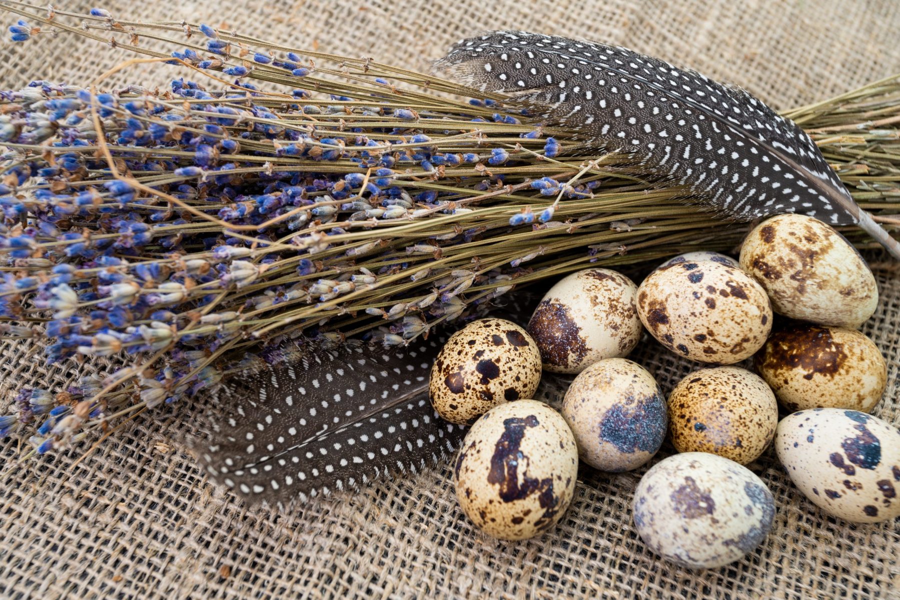 خواص تخم بلدرچین؛ ۱۳ خاصیت شگفت‌انگیز این خوراکی بی‌نظیر ساحل دانش