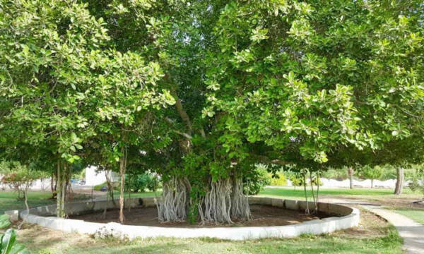 1710323160 558 دیدنی های کیش در بهار که شما را به سفر