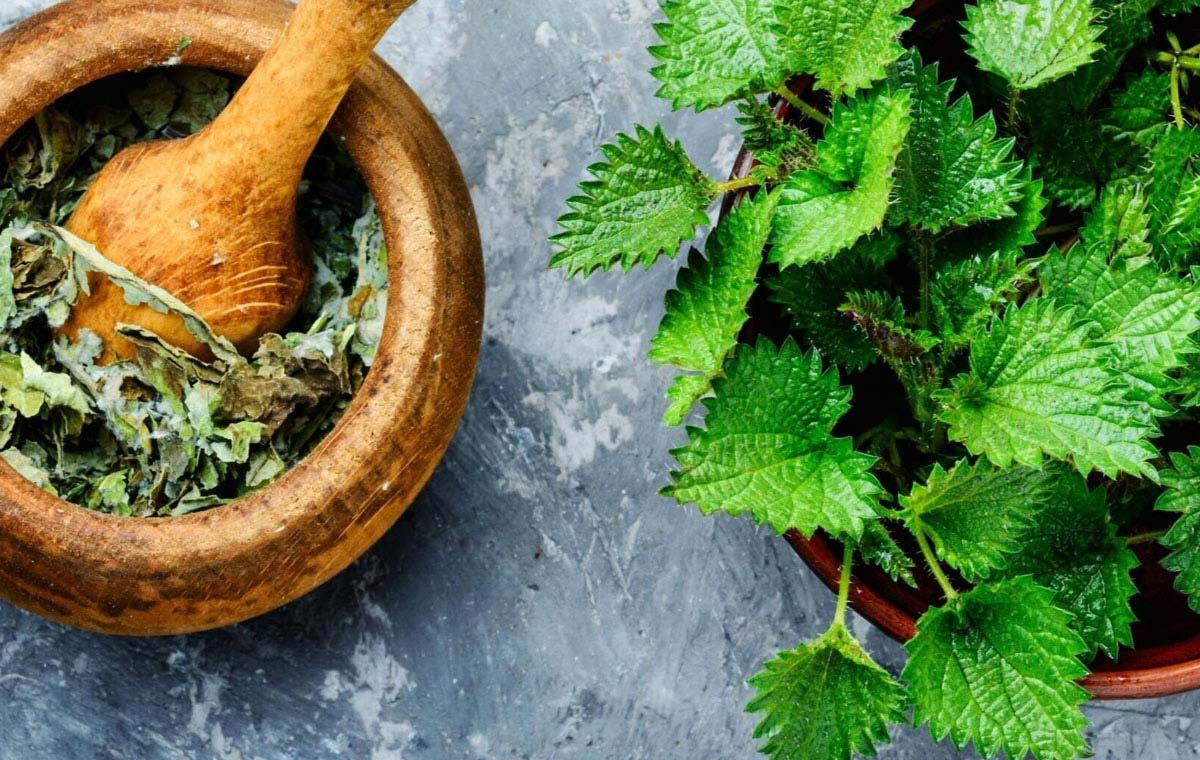 خواص گزنه؛ ۱۶ خاصیت گیاه گزنه که سرشار از ویتامین D است_ساحل دانش 24 1732911017 733 خواص گزنه؛ ۱۶ خاصیت گیاه گزنه که سرشار از ویتامین