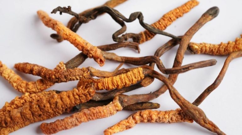 قارچ کرم ابریشم یک ماده خوراکی و دارویی محبوب در برخی کشورهای آسیایی است.