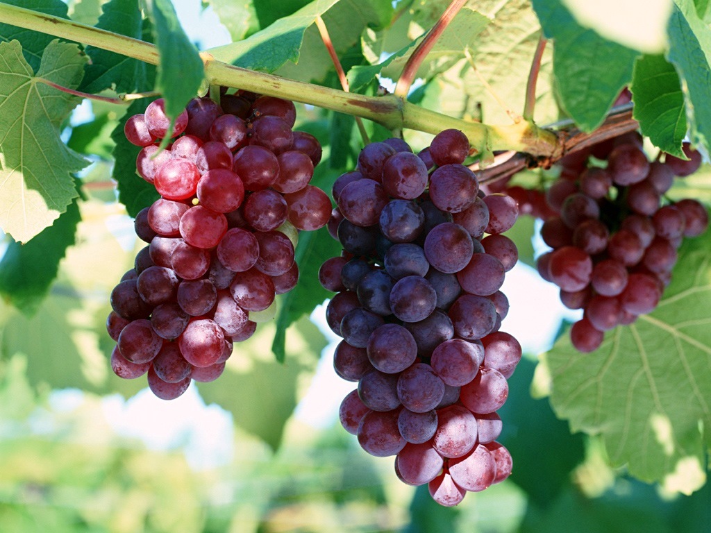 1733416363 756 خواص انگور؛ ۵۵ خاصیت درمانی انواع انگور برای موارد مختلف ساحل