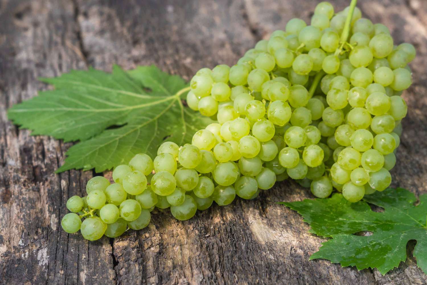 1733416363 785 خواص انگور؛ ۵۵ خاصیت درمانی انواع انگور برای موارد مختلف ساحل