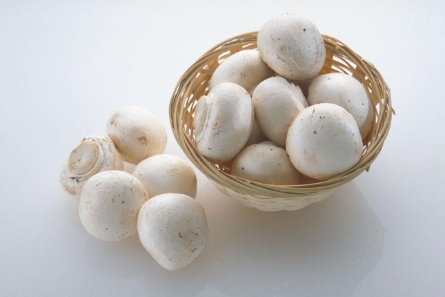 خواص قارچ سفید خوراکی + شیوه‌ها و نکات مهم مصرف قارچ سفید