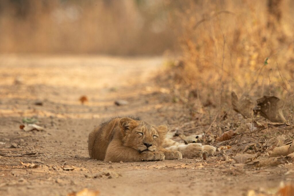 تصاویر کمپین جدید نشنال جئوگرافیک