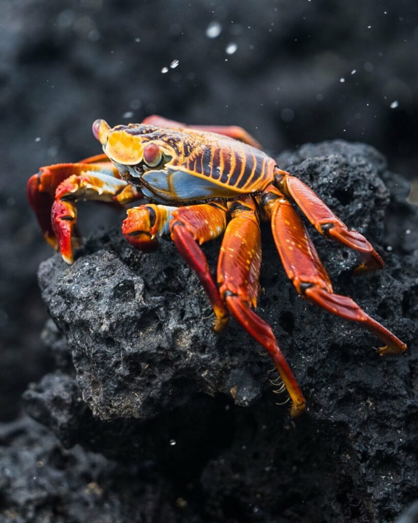 تصاویر کمپین جدید نشنال جئوگرافیک