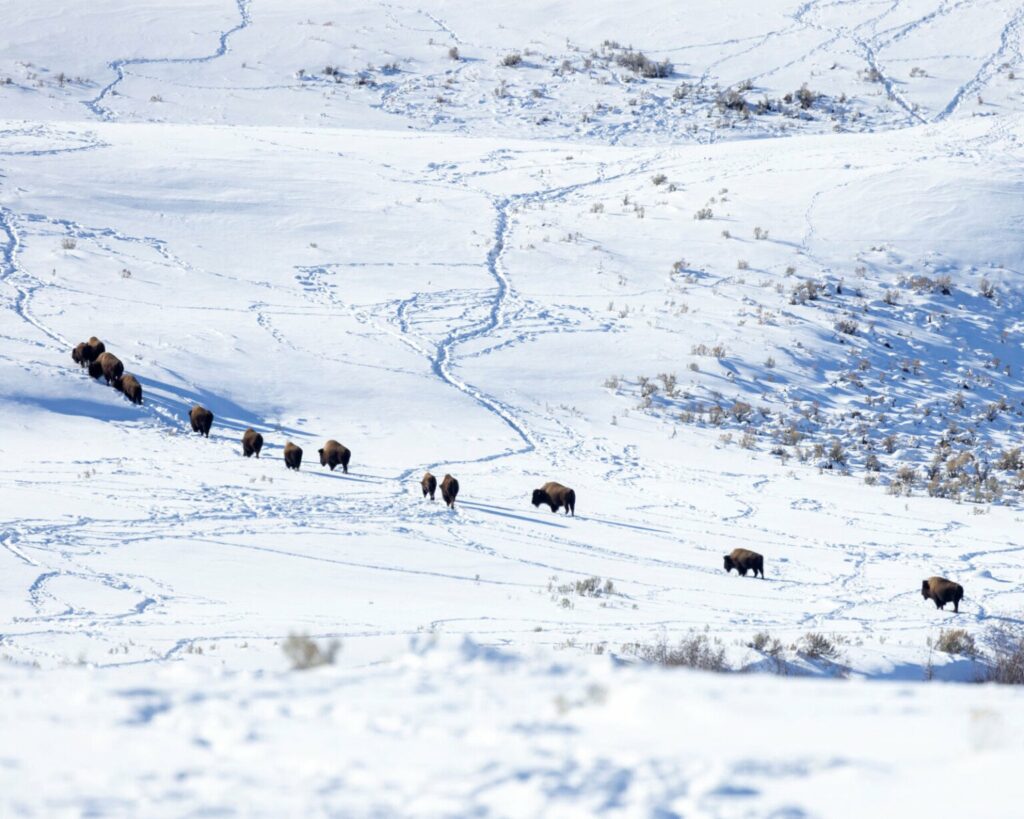 تصاویر کمپین جدید نشنال جئوگرافیک