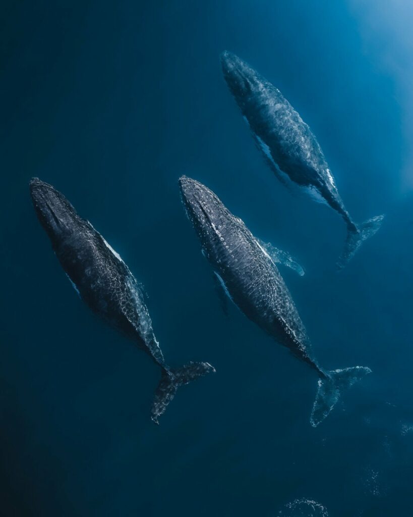 تصاویر کمپین جدید نشنال جئوگرافیک