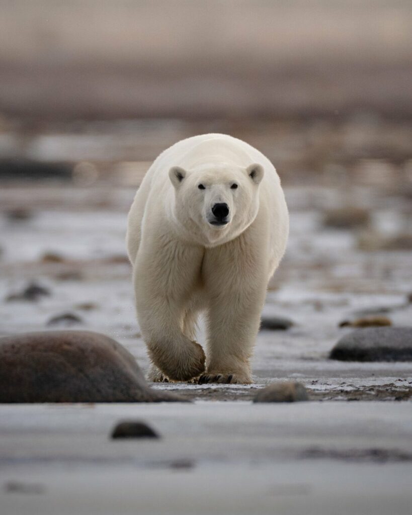 تصاویر کمپین جدید نشنال جئوگرافیک