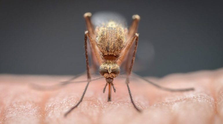 داروی مالاریا